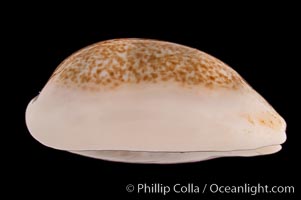 Mistaken Cowrie, Cypraea errones