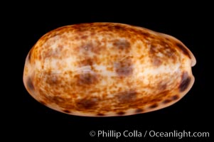 Cat Cowrie, Cypraea felina