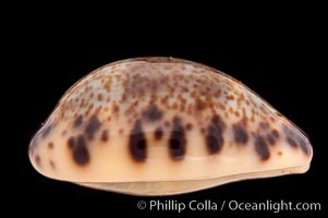 Cat Cowrie, Cypraea felina fabula