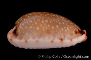 Gangrenous Cowrie, Cypraea gangranosa