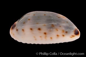 Graceful Cowrie, Cypraea gracilis