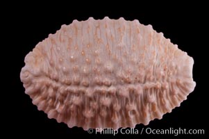 Granulated Cowrie, Cypraea granulata