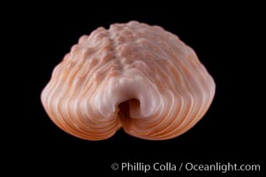 Granulated Cowrie, Cypraea granulata