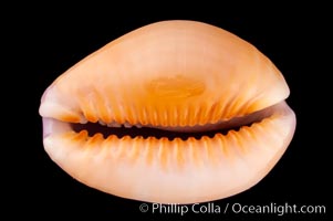 Honey Cowrie, Cypraea helvola hawaiiensis