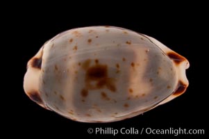 Swallow Cowrie, Cypraea hirundo