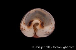 Swallow Cowrie, Cypraea hirundo