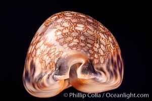 Minstrel Cowrie, Cypraea histrio