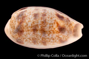 Interrupted Cowrie, Cypraea interrupta