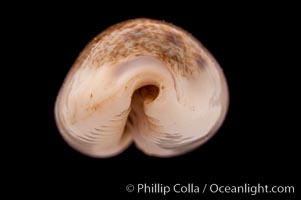 Interrupted Cowrie, Cypraea interrupta