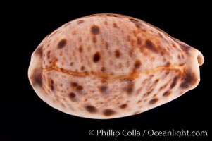 Lynx Cowrie, Cypraea lynx