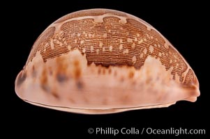 Map Cowrie, Cypraea mappa