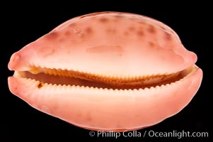 Map Cowrie, Cypraea mappa