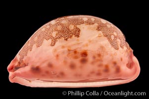 Map Cowrie, Cypraea mappa