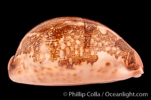 Map Cowrie, Cypraea mappa