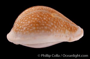 Millet Cowrie, Cypraea miliaris differens