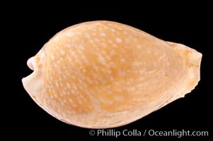 Millet Cowrie, Cypraea miliaris