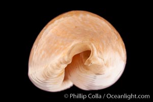 Millet Cowrie, Cypraea miliaris