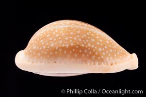 Millet Cowrie, Cypraea miliaris