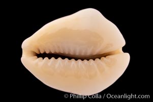 Money Cowrie, Cypraea moneta barthelemyi