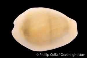 Money Cowrie, Cypraea moneta