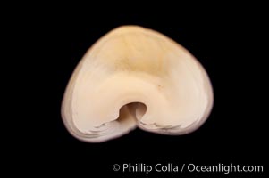 Money Cowrie, Cypraea moneta