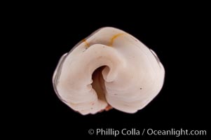 Money Cowrie, Cypraea moneta rhomboides