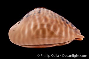 Mouse Cowrie, Cypraea mus