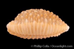 Nucleus Cowrie, Cypraea nucleus gemmosa