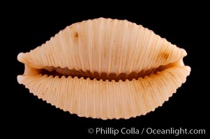 Nucleus Cowrie, Cypraea nucleus