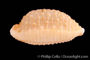 Nucleus Cowrie, Cypraea nucleus