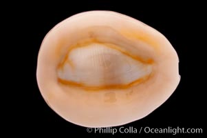 Bulging Cowrie, Cypraea obvelata