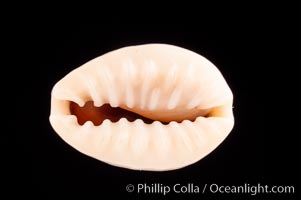 Bulging Cowrie, Cypraea obvelata