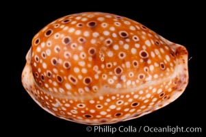 Ocellate Cowrie., Cypraea ocellata, natural history stock photograph, photo id 08059