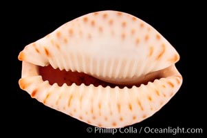 Ocellate Cowrie, Cypraea ocellata