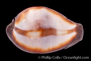 Onyx Cowrie, Cypraea onyx