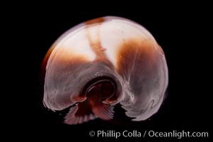 Onyx Cowrie, Cypraea onyx