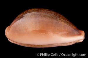 Egg Cowrie, Cypraea ovum