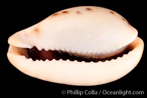 Pale Cowrie, Cypraea pallida insulicola