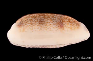 Pale Cowrie, Cypraea pallidula