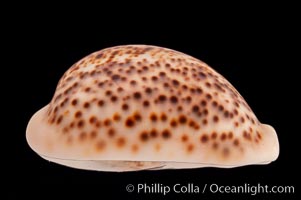 Light form, Cypraea pantherina