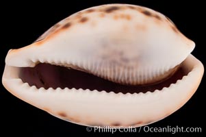 Dark form, Cypraea pantherina