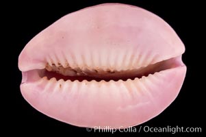 Porous Cowrie, Cypraea poraria