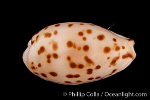 Dotted Cowrie, Cypraea punctata atomaria