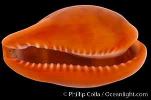 Image 08248, Pear Cowrie., Cypraea pyrum, Phillip Colla, all rights reserved worldwide. Keywords: cowries, cypraea pyrum, pear cowrie, shells.