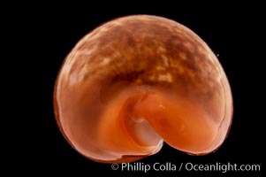 Pear Cowrie, Cypraea pyrum