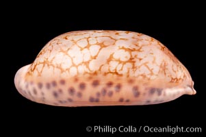 Jester Cowrie, Cypraea scurra