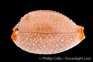 Grape Cowrie, Cypraea staphylaea