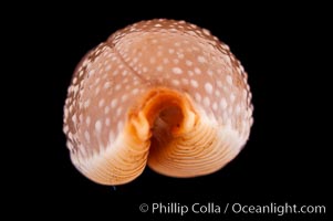 Grape Cowrie, Cypraea staphylaea