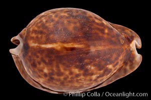 Rat Droppings Cowrie, Cypraea stercoraria