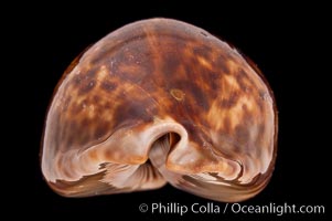 Rat Droppings Cowrie, Cypraea stercoraria